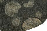 Fossil Ammonite Cluster - Posidonia Shale, Germany #353550-1